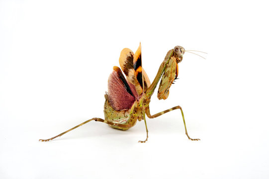 Tansania-Gottesanbeterin (Parasphendale agrionina) - budwing mantis