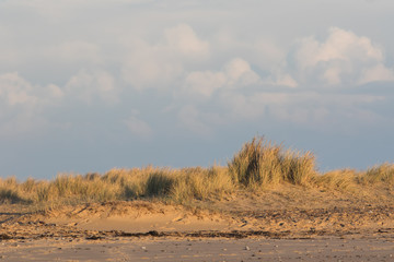 Sand dune marram grass border. Desert island coast background image.