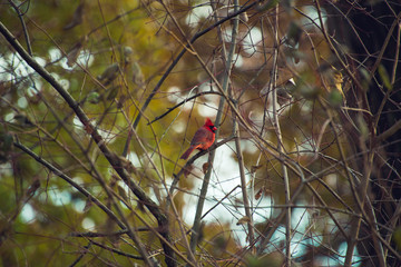 Vibrant red cardinal sitting on a branch in the woods in Autumn