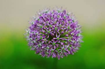 Purple allium bulbs flower background close-up