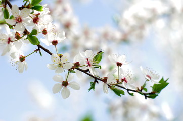 spring cherry blossom