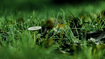 Champignon