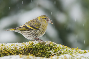 Eurasian Siskin, Spinus spinus