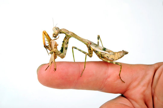 Tansania-Gottesanbeterin (Parasphendale agrionina) - budwing mantis