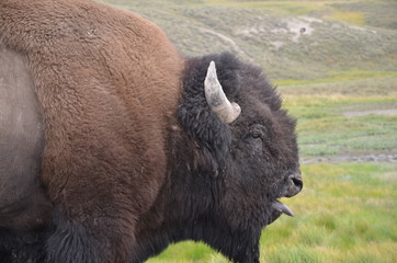 BISON YELLOWSTONE NATIONAL PARK (WYOMING)