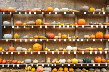 pumpkins on shelves