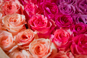 Beautiful pink and red roses with drops of water . pink and red natural roses background . pink and red rose background. Natural horizontal pattern. Flower wall. Close-up of huge pink and red roses