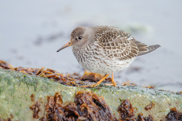 Purple sandpiper (Calidris maritima)