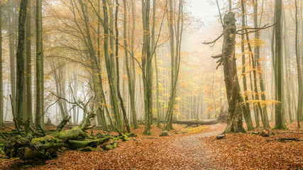 Naklejka premium Weg im nebligen Buchenwald