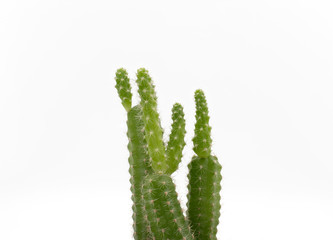 Beauty green cactus on white background