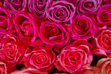 Beautiful pink and red roses with drops of water . pink and red natural roses background . pink and red rose background. Natural horizontal pattern. Flower wall. Close-up of huge pink and red roses