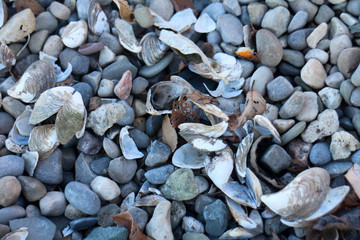Pebbles and shells