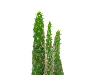 isolate close up green cactus on white background