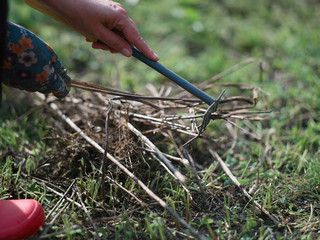  gardening with rake in a hand