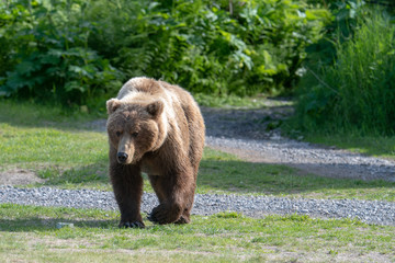 Alaska Brown Bear (Ursus arctos) in grassland in Lake Clark NP, Alaska