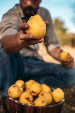 Man holds yellow pears