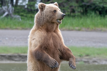 Alaska Brown Bear (Ursus arctos) in grassland in Lake Clark NP, Alaska