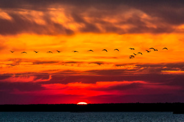 Kraniche auf dem Heimflug