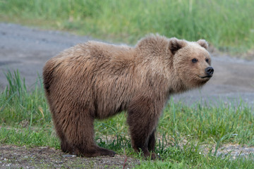 Alaska Brown Bear (Ursus arctos) in grassland in Lake Clark NP, Alaska