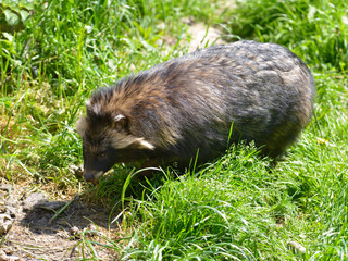 Raccoon dog (Nyctereutes procyonoides) on grass seen from above