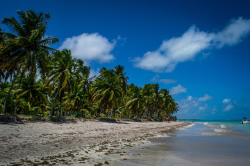 Obraz premium Beaches of Brazil - Maragogi, Alagoas State