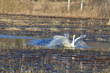 Swan splashdown