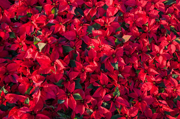 Christmas flower is the poinsetia