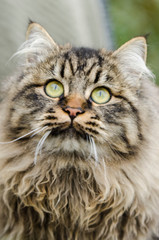 Striped cat looking up to catch a bird