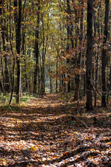 Autumn in mountain forest illuminate sun day.