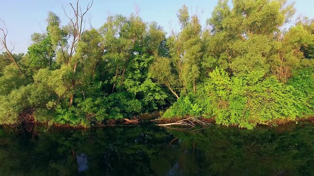 Overflight above the riverbank, Flying above stunning deep and wide green river with overgrown bushy riverbank, along the riverbank 4K aerial view