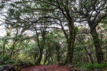 Bijarim forest trail