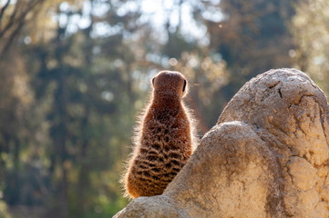 Funny fluffy meerkat standing on a stone and looking away