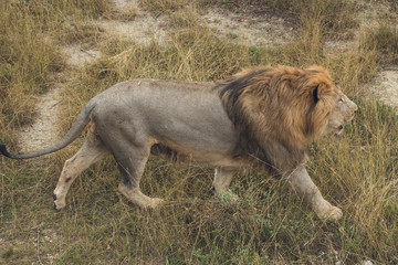 Walking lion in the national park