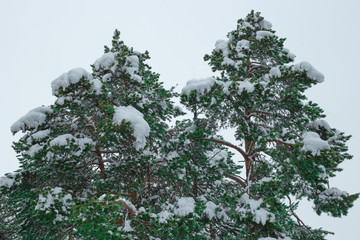 two tops of the pine trees covered with snow on sky background