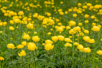 Trollblumen Blüten in den Bergen