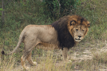 Old lion in the national park