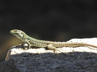 Eidechse auf Sardinien