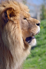 Profile portrait of lion (Panthera leo)  