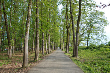 Fototapeta premium The machine path in the forest . country side space empty car road path way . empty lonely asphalt car road between trees in forest outdoor nature environment in fresh weather time with green colors