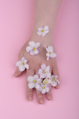 Hand of a young girl with violet flowers on a pink background. S