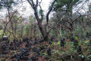 Bijarim forest scenery