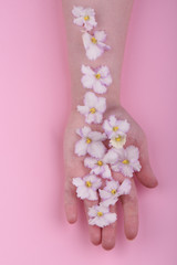 Line of violet flowers of Saintpaulia on the hand and palm of a 