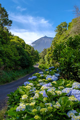 Hydrangea macrophylla in voller Blüte an einer Piste auf Pico, Azoren