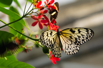 Fototapeta na wymiar black and white butterfly on red flowers