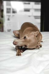 dog playing in bed