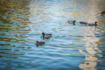 ducks on a pond on a park