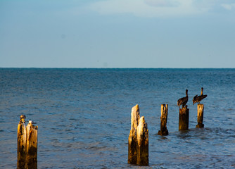 Brown pelicans on pilings at beach in key west florida