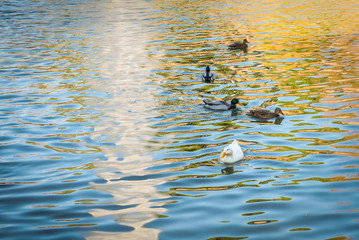 ducks on a pond on a park