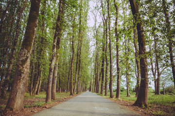 Fototapeta premium The machine path in the forest . country side space empty car road path way . empty lonely asphalt car road between trees in forest outdoor nature environment in fresh weather time with green colors
