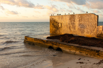 Seagulls Sitting On Wall At Beach In Key West Florida